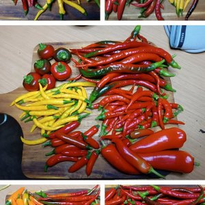 20221105_232346-COLLAGE.jpg