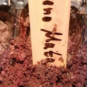 Jalapeno Matapeno