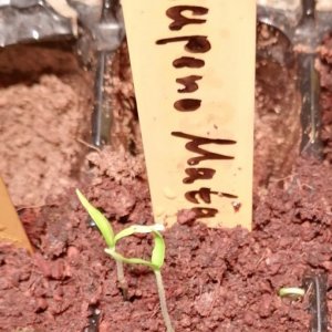 Jalapeno Matapeno