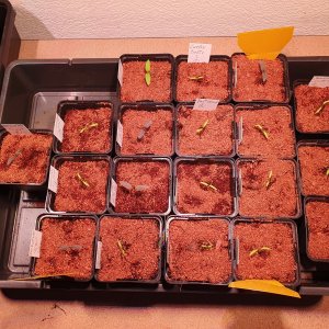 Update Keimlinge