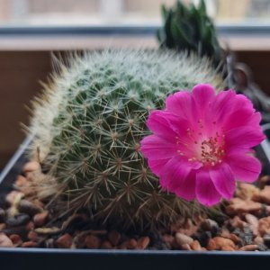 Rebutia molaeiflora 23.03.2023