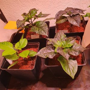 Orange Flasch 02.04.2023