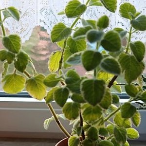 Jamaika Thymian