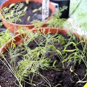 Fenchel