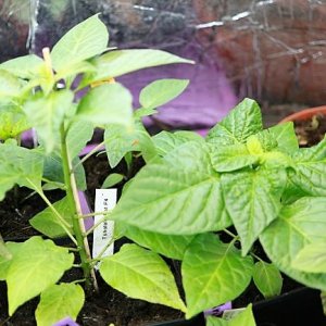 Thsololo Rot F4 + Fatalii