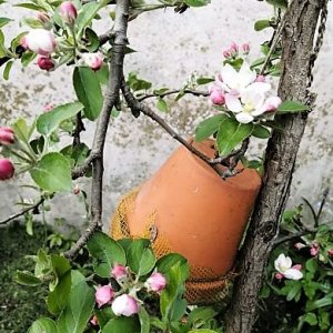 Braeburn