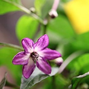 Serrano Purple