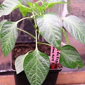 Pimenta de Espelette 2022-La ferma aux Piments