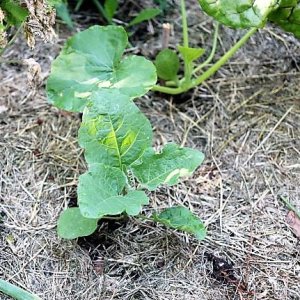 IMG_4067_cleaned.JPG