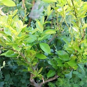 IMG_4073_cleaned.JPG