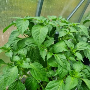 Marie's Annuum 02.07.23