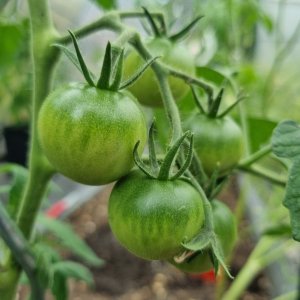 Harzfeuer Tomaten 02.07.23