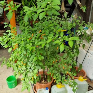 Aribibi Gusano (Orange)