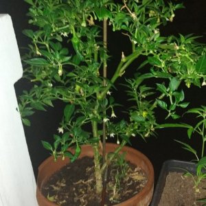 criolla sella 3x.jpg