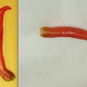Media 'falkenklaue_frisch.jpg' in category 'Chilisorten'