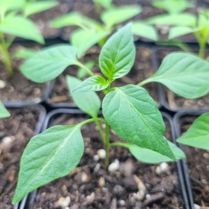 Pimiento Serrano 21.02.25