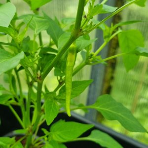 Marie's Annuum 09.06.2025
