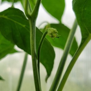 Media 'Sugar Rush 09.07.2025' in album 'Ecuadorian Brown's Chilis'