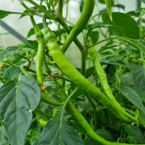 Marie's Annuum 09.07.2025