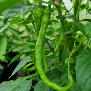 Media 'Marie's Annuum 09.07.2025' in album 'Ecuadorian Brown's Chilis'