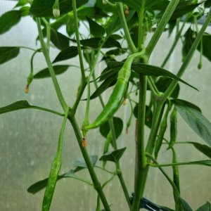 Media 'Guntur Sannam 09.07.2025' in album 'Ecuadorian Brown's Chilis'
