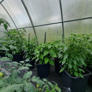 Gewächshaus rechte Seite 09.07.2025