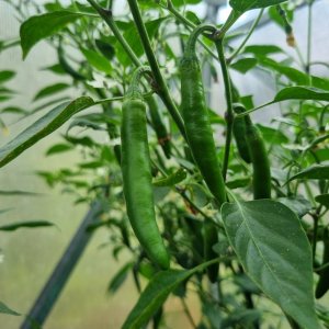 Media 'Pimiento Serrano 09.07.2025' in album 'Ecuadorian Brown's Chilis'