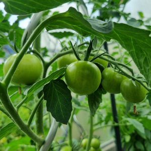 Strauchtomate rot 22.07.2025
