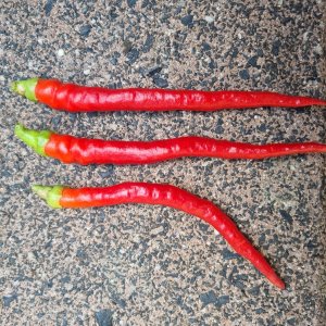 Media 'Marie's Annuum 22.07.2025' in album 'Ecuadorian Brown's Chilis'
