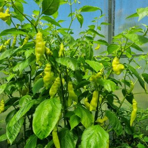 Media 'Sugar Rush 23.08.25' in album 'Ecuadorian Brown's Chilis'