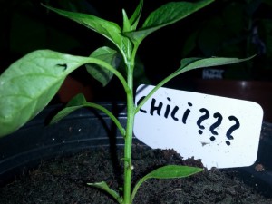 Chili Unbekannt 2