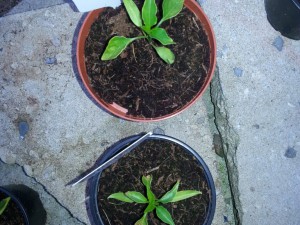 De Cayenne 1