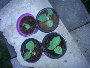 Physalis 1