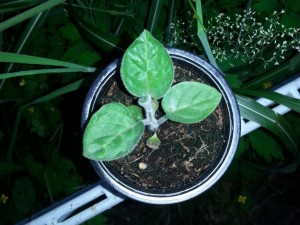 Physalis 2