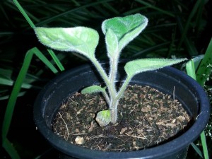 Physalis 3