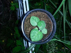 Physalis 4
