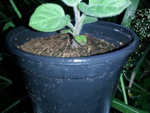Physalis 5
