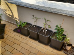 IMG_20160711_205413398_HDR