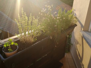 IMG_20160711_205421427