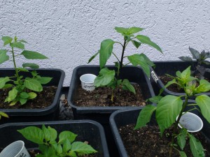IMG_20160713_171836240