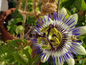 IMG_20160713_173202773