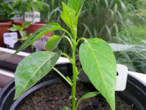 Chili Unbekannt 2