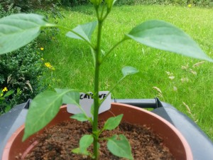 De Cayenne 1