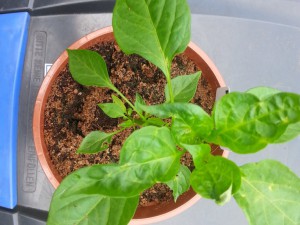 De Cayenne 2