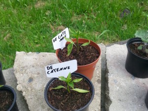 De Cayenne 3