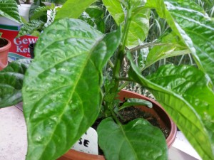 Habanero Gelb 2