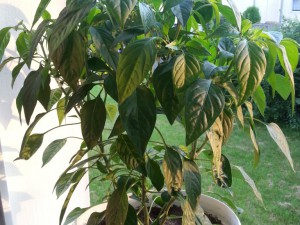 Scotch Bonnet Gelb Von Dehner 5
