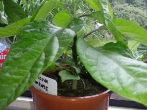 Trinidad Moruga Scorpion Butch T 2