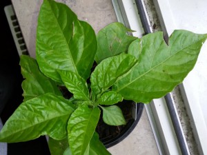 Trinidad Moruga Scorpion Butch T 3