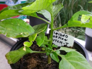 Trinidad Moruga Scorpion Butch T 4